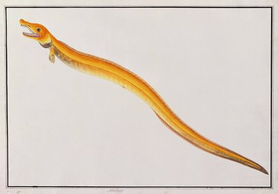 Malong, from Drawings of Animals, Insects and Reptiles from Malacca, c.1805-18 by Chinese School